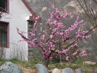 ��԰��ɫ���һ�������